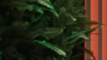 Love is Blind: México