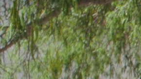 Manuel Garcia-Rulfo in Pedro Páramo