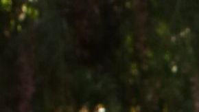 UNIVERSAL CITY, CALIFORNIA - SEPTEMBER 29: Actor Danny Trejo poses with a rescue dog on the set of Hallmark Channel's "Home & Family" at Universal Studios Hollywood on September 29, 2020 in Universal City, California. (Photo by Paul Archuleta/Getty Images)