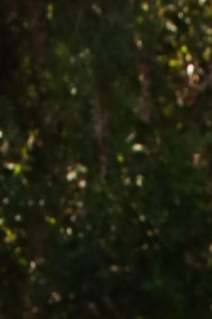 UNIVERSAL CITY, CALIFORNIA - SEPTEMBER 29: Actor Danny Trejo poses with a rescue dog on the set of Hallmark Channel's "Home & Family" at Universal Studios Hollywood on September 29, 2020 in Universal City, California. (Photo by Paul Archuleta/Getty Images)