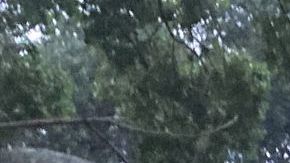 ORLANDO, FLORIDA, UNITED STATES - OCTOBER 10: A tree lies over a street after Hurricane Milton passed through on October 10, 2024 in Orlando, Florida. The storm made landfall on Wednesday night on Florida's Gulf coast as a Category 3 hurricane before traveling across Central Florida, causing massive destruction and leaving 3 million Floridians without power. (Photo by Paul Hennessy/Anadolu via Getty Images)