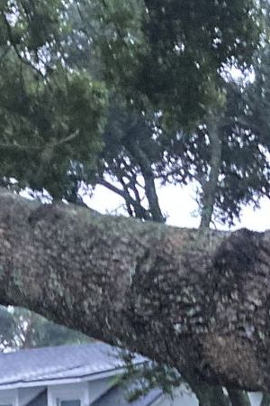 ORLANDO, FLORIDA, UNITED STATES - OCTOBER 10: A tree lies over a street after Hurricane Milton passed through on October 10, 2024 in Orlando, Florida. The storm made landfall on Wednesday night on Florida's Gulf coast as a Category 3 hurricane before traveling across Central Florida, causing massive destruction and leaving 3 million Floridians without power. (Photo by Paul Hennessy/Anadolu via Getty Images)