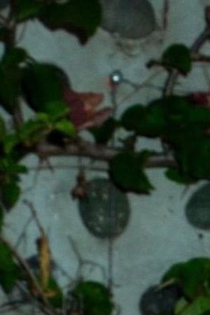 Juliana Aidén Martinez