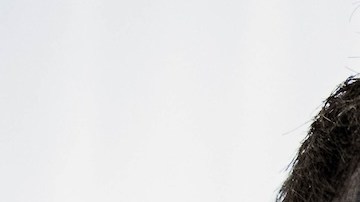 CA7RIEL & Paco Amoroso