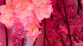 Courtesy of The Bonita Project