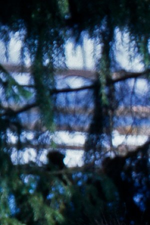 ‘El Burrito de Belén’