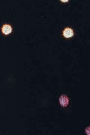 Bad Bunny_Feid_2025 iHeartRadio