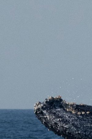 A humpback whale breaches off the coast of Niteroi, Rio de Janeiro state, Brazil, Thursday, June 20, 2024. The whale-watching season has begun for tourists taking part in expeditions to get close to the humpback whales coming from Antarctica in search of warm waters to breed and have their babies. (AP Photo/Silvia Izquierdo)