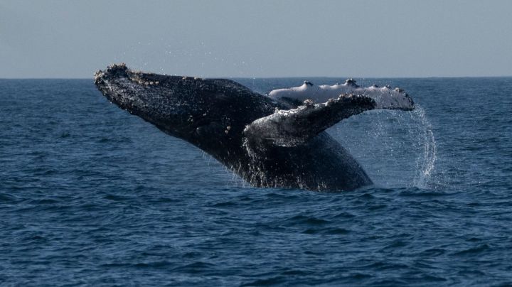 A humpback whale breaches off the coast of Niteroi, Rio de Janeiro state, Brazil, Thursday, June 20, 2024. The whale-watching season has begun for tourists taking part in expeditions to get close to the humpback whales coming from Antarctica in search of warm waters to breed and have their babies. (AP Photo/Silvia Izquierdo)