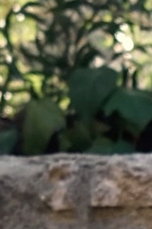 header-alejandra-hinojosa