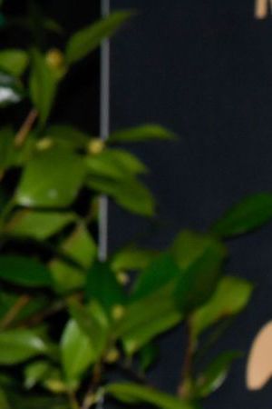 Megan Thee Stallion attends the God's Love We Deliver Golden Heart Awards at The Cathedral Church of St. John The Divine on Monday, Oct. 21, 2024, in New York. (Photo by Evan Agostini/Invision/AP)