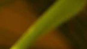 header-courtney-hollinquest