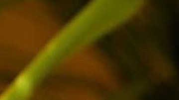header-courtney-hollinquest