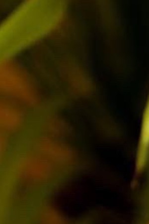 header-courtney-hollinquest