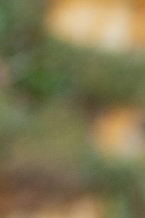 header-cynthia-fuentes