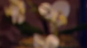 Karol G on Cristina Saralegui talk show