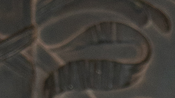 Fuerza Regida_JOP_Competition