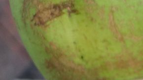 Puerto rican food sampler in restaurant. Asset id: 1555801496