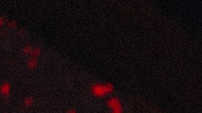 Bad Bunny_2025 Latin