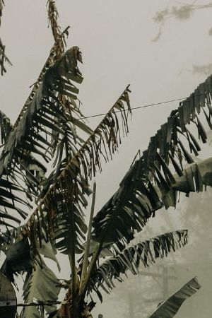 Pictured: Deserted street during the descent of the fog. The new wiring and traffic signs merge with the old, century-old wooden houses. Credit: Mariana Rosetti