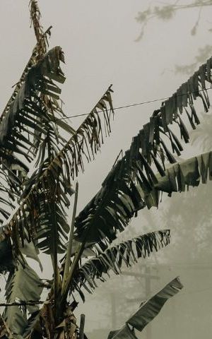 Pictured: Deserted street during the descent of the fog. The new wiring and traffic signs merge with the old, century-old wooden houses. Credit: Mariana Rosetti