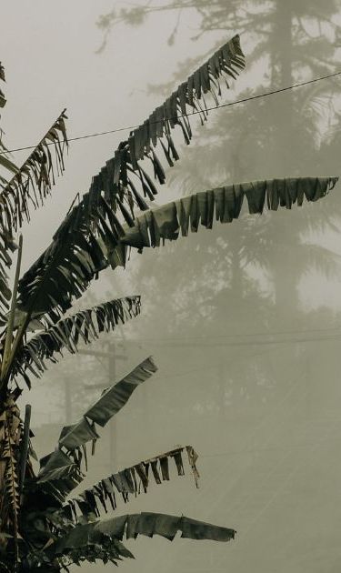 Pictured: Deserted street during the descent of the fog. The new wiring and traffic signs merge with the old, century-old wooden houses. Credit: Mariana Rosetti