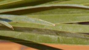 Amaya Papaya Espinal