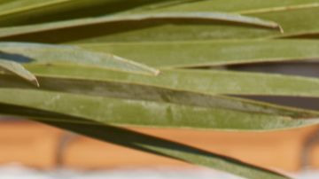 Amaya Papaya Espinal