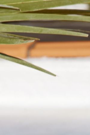 Amaya Papaya Espinal