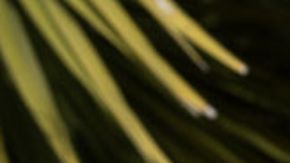 Equihua x NFL cobija inspired jacket