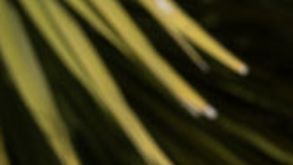 Equihua x NFL cobija inspired jacket