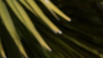 Equihua x NFL cobija inspired jacket