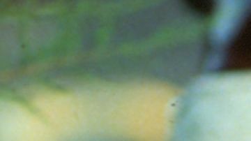 Juan Gabriel: I Must, I Can, I Will - Production Still Image