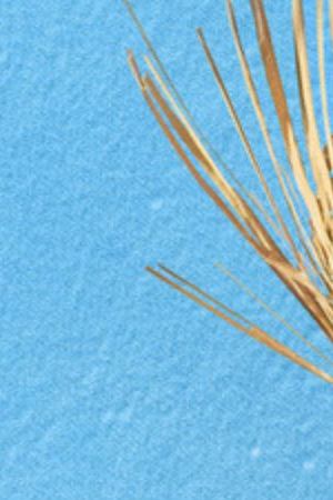 Bad Bunny for Apple Music Super Bowl LX Halftime Show