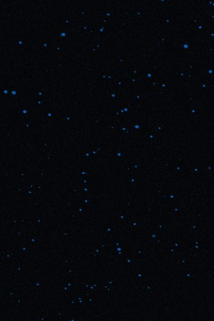 Pitbull_I’m Back Tour