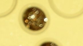 Title: 71st Primetime Emmy Awards - Arrivals Image ID: 19265858387901 Article: Lena Headey arrives at the 71st Primetime Emmy Awards on Sunday, Sept. 22, 2019, at the Microsoft Theater in Los Angeles. (Photo by Vince Bucci/Invision for the Television Academy/AP Images)