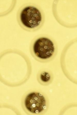 Title: 71st Primetime Emmy Awards - Arrivals Image ID: 19265858387901 Article: Lena Headey arrives at the 71st Primetime Emmy Awards on Sunday, Sept. 22, 2019, at the Microsoft Theater in Los Angeles. (Photo by Vince Bucci/Invision for the Television Academy/AP Images)