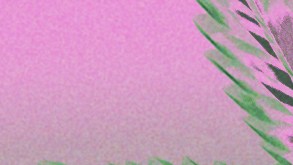 Planet Hemp_Ludmilla_Cannabis